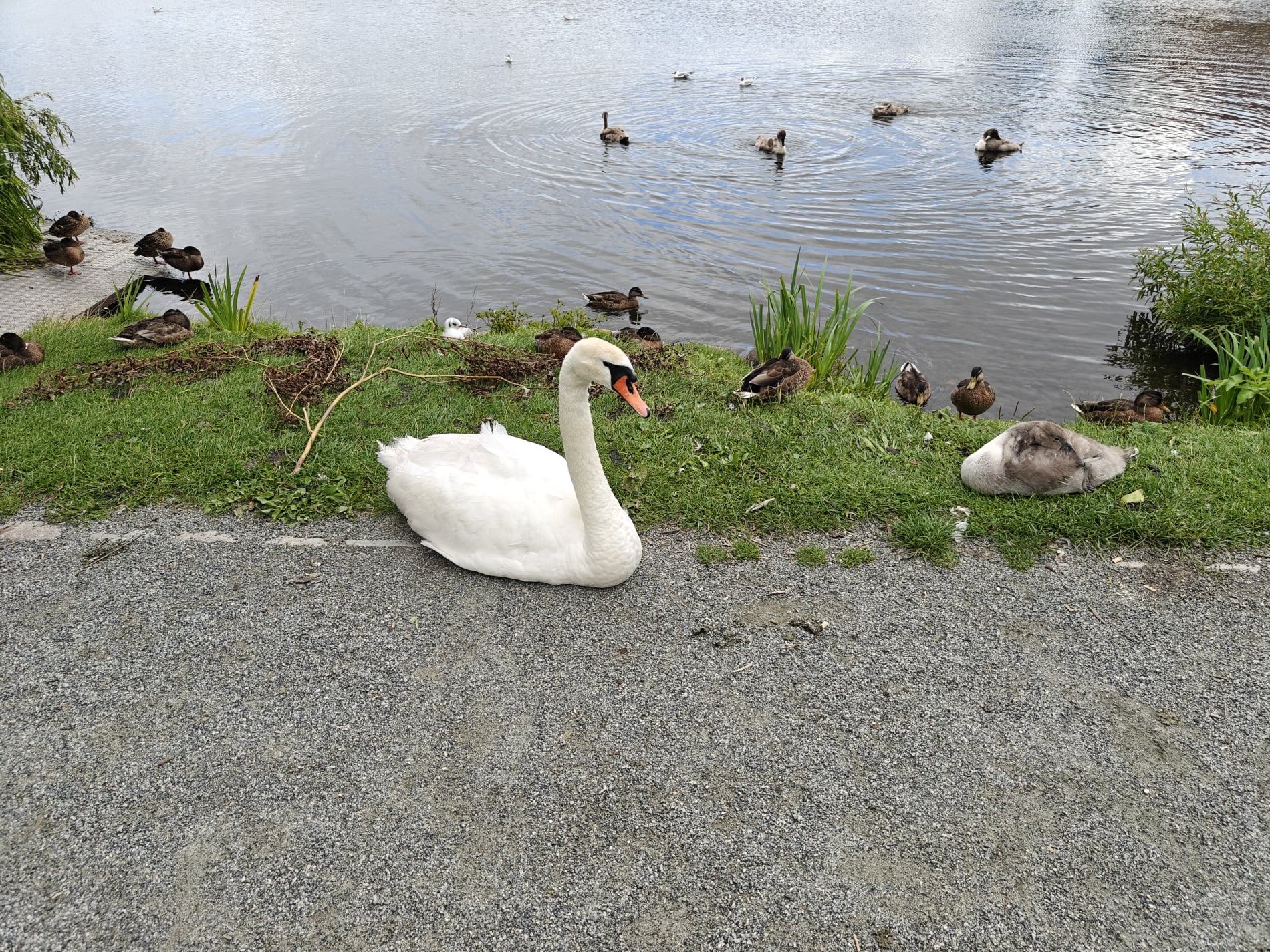 Slotssøen - Svane med ælling - August 2025