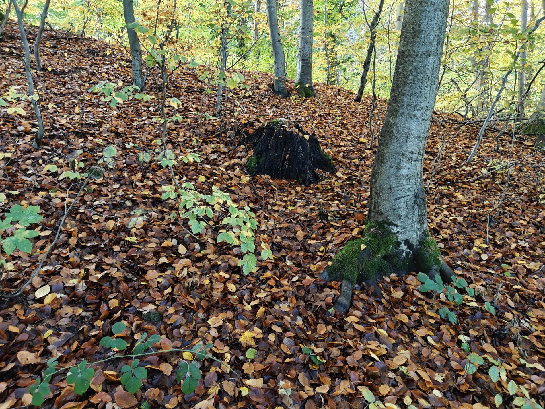 Marielund Efterår 2025